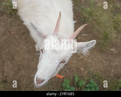 Curieux chèvre blanche penchant sa tête sur une clôture en bois, reniflant et explorant ses environs dans un champ vert vibrant Banque D'Images