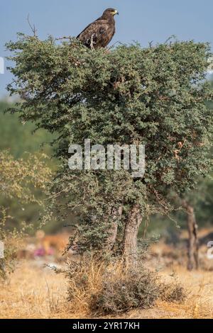 Aigle steppique ou Aquila nipalensis dans la réserve de conservation de jorbeer bikaner rajasthan inde asie. grand oiseau de proie pendant la migration hivernale perché Banque D'Images