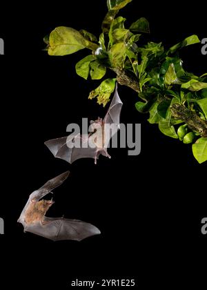 Chauves-souris à longue languette de Pallas, Glossophaga soricina, se nourrissant de Jicaro, fleur de Crescentia cujete, Costa Rica Banque D'Images