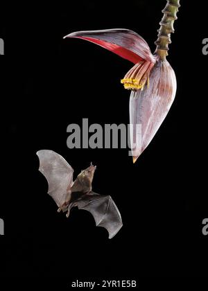 Chauve-souris à longue langue de Pallas, Glossophaga soricina, se nourrissant de fleur de banane, paradis Musa, Costa Rica Banque D'Images