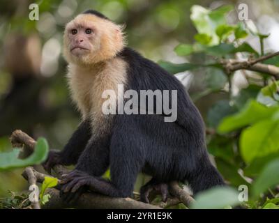 Capucin panaméen à face blanche, imitateur de Cebus, également connu sous le nom de capucin panaméen à tête blanche, capucin centraméricain à face blanche ou simplement capucin à face blanche, Costa Rica Banque D'Images