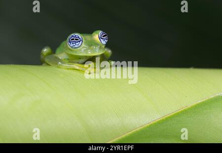 Grenouille en verre fantôme, Sachatamia ilex, sur une feuille, Costa Rica Banque D'Images