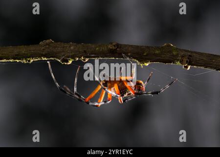 Jolie araignée Orbweaver, Eriophora nephiloides, Costa Rica Banque D'Images