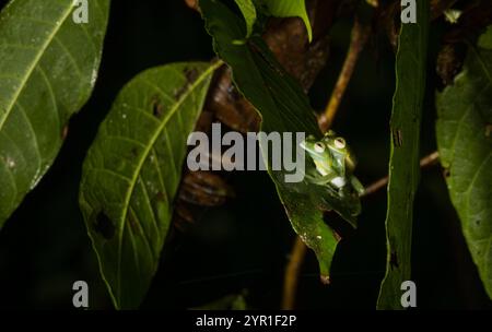 Accouplement de grenouilles en verre émeraude, Espadarana prosoblepon, Costa Rica Banque D'Images