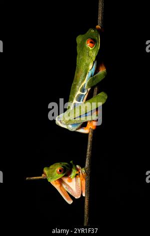 Grenouille arbre aux yeux rouges mâle et femelle, Agalychnis callidryas, également connue sous le nom de grenouille à feuilles aux yeux rouges, Costa Rica Banque D'Images