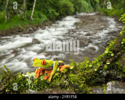 Grenouille des arbres aux yeux rouges, Agalychnis callidryas, également connue sous le nom de grenouille des feuilles aux yeux rouges, sur une branche d'arbre avec rivière et forêt en arrière-plan, Costa Rica Banque D'Images