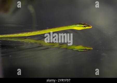 Serpent de vigne verte à nez court, Oxybelis brevirostris, également connu sous le nom de serpent de vigne de copes, nageant à travers l'eau, Costa Rica Banque D'Images