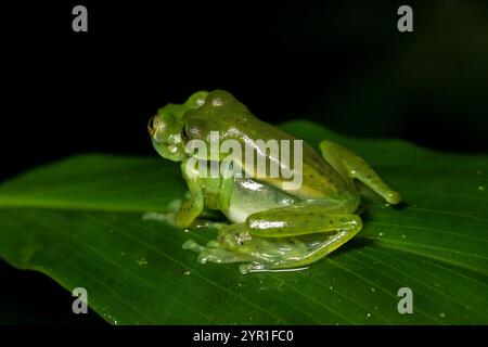 Grenouille en verre émeraude, Espadarana prosoblepon, sur une feuille, accouplement, Costa Rica Banque D'Images