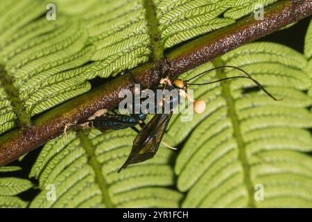 Guêpe morte infectée par un champignon pathogène d'insecte, Ophiocordyceps sp., avec les fructifications montrées, Costa Rica Banque D'Images