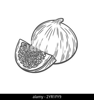 Dessin d'une figue dans le style d'une gravure Illustration de Vecteur