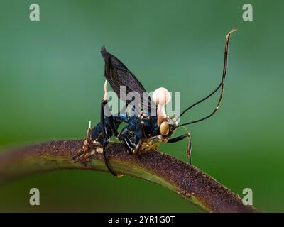 Guêpe morte infectée par un champignon pathogène d'insecte, Ophiocordyceps sp., avec les fructifications montrées, Costa Rica Banque D'Images