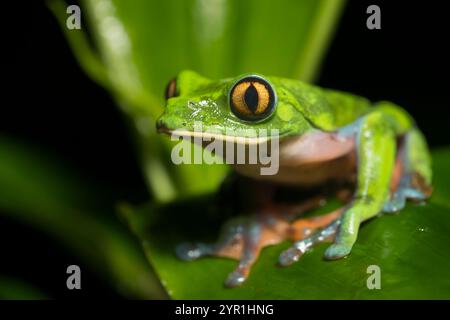 Grenouille arboricole aux yeux dorés, Agalychnis annae, également connue sous le nom de grenouille à feuilles aux yeux jaunes, espèce menacée, San Jose, Heredia, Costa Rica Banque D'Images