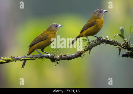 Femelle tanager écarlate, Ramphocelus passerinii, également connu sous le nom de Tanager de cerises ou Passerinis Tanager, Costa Rica Banque D'Images