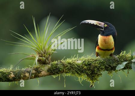 Aracari à collier, Pteroglossus torquatus, perché sur une branche à côté d'une broméliade, Costa Rica Banque D'Images