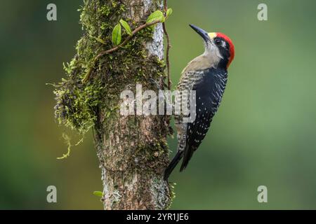 Pic mâle à joues noires, Melanerpes pucherani, Costa Rica Banque D'Images