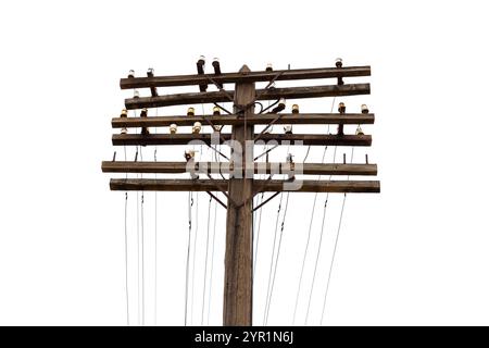 Les poteaux électriques en bois supportent plusieurs rangées de lignes aériennes de communication, s'étendant contre un ciel clair et lumineux pendant la journée. Banque D'Images