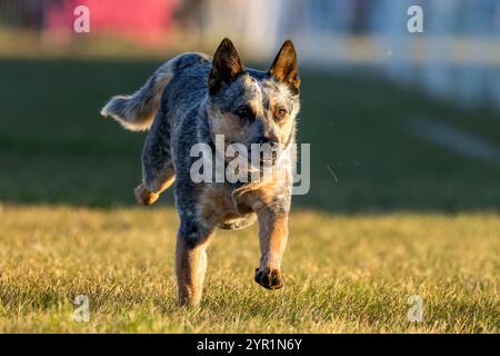 Chien de boucherie australien Blue Heeler Running Lure course Sprint Dog Sport Banque D'Images