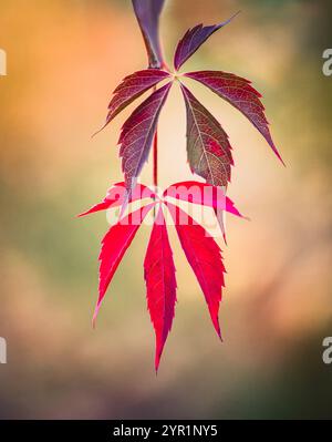 Gros plan de feuilles rouge vif sur la vigne de virginie rampante en automne. Banque D'Images