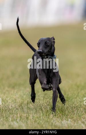 Black Italian Greyhound Running Lure course Sprint Dog Sport Banque D'Images