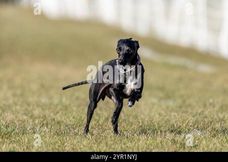 Lévrier italien noir et blanc Running Lure course Sprint Dog Sport Banque D'Images