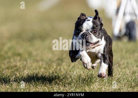 Black and White Boston Terrier Running Lure course Sprint Dog Sport Banque D'Images