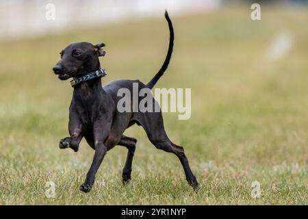 Black Italian Greyhound Running Lure course Sprint Dog Sport Banque D'Images