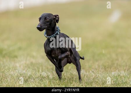 Black Italian Greyhound Running Lure course Sprint Dog Sport Banque D'Images