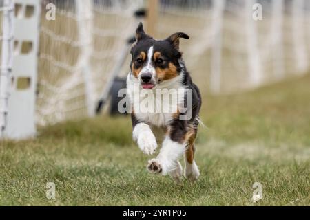 Mini American Shepherd Aussie Running Lure course Sprint Dog Sport Banque D'Images