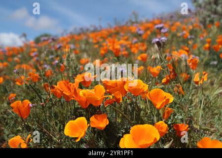 Coquelicots orange et phacélie à dentelle pourpre sur Hillside Banque D'Images