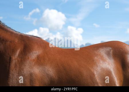 Le contour d'un cheval brun dans une image horizontale. Banque D'Images