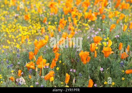 Les coquelicots orange et les champs aurifères de Californie fleurissent en Californie Banque D'Images