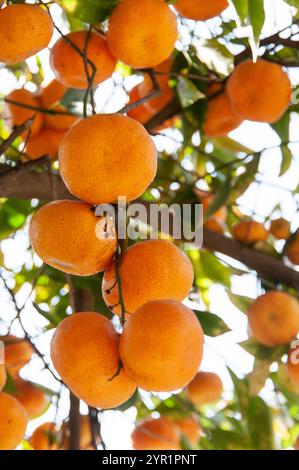 Oranges mûres suspendues à une branche d'arbre en plein soleil Banque D'Images