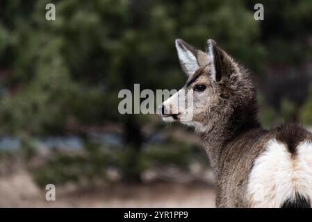 Profil rapproché d'un jeune cerf dans un cadre forestier Banque D'Images