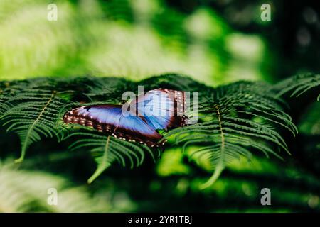 Macro photo de papillon morpho bleu se prélassant sur des fougères Banque D'Images