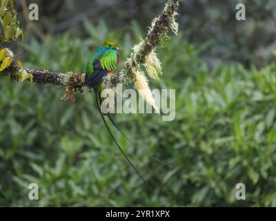 Homme resplendissant Quetzal, Pharomachrus mocinno, Costa Rica Banque D'Images