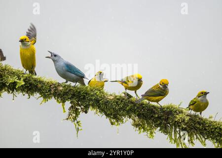 Tanager à gorge argentée, Tangara icterocephala, et un Tanager argumentatif bleu-gris, Thraupis episcopus sur une perche, Costa Rica Banque D'Images