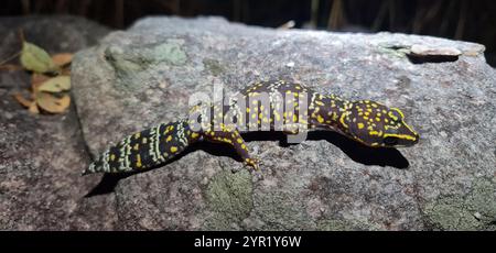 Gecko de velours marbré du Nord (Oedura marmorata) Banque D'Images