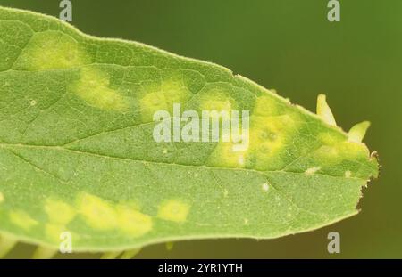 Mouche de Gall en forme d'alune de l'hackberry (Celticecis subulata) Banque D'Images