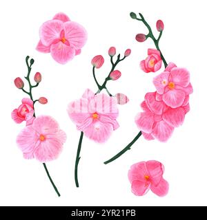 Ensemble de fleurs d'orchidée aquarelle. Tiges de fleurs roses sur fond blanc. Illustrations pour la conception de cartes postales, paquets et invitations. Banque D'Images