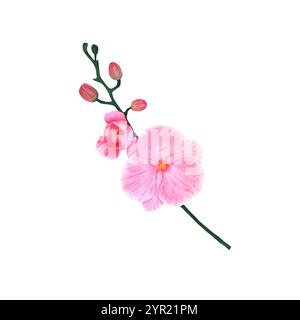 Branche d'orchidée florissante. Phalaenopsis rose sur un fond blanc. Illustration pour l'impression sur tissus, emballages et cartes d'invitation. Banque D'Images