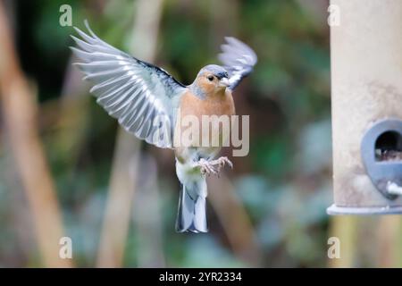 Mâle Chaffinch, Fringilla coelebs en vol près d'une mangeoire d'oiseaux de jardin. Sussex, Royaume-Uni Banque D'Images