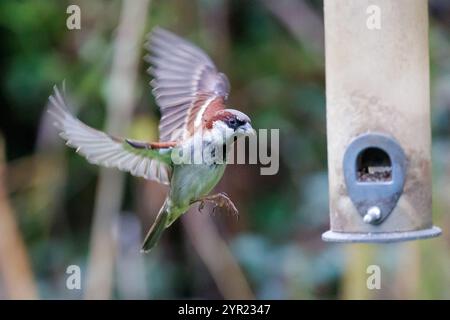 Moineau de maison mâle en vol à côté d'une mangeoire d'oiseaux de jardin dans le Sussex, Royaume-Uni Banque D'Images
