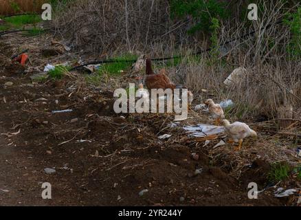 Une mère poule conduit ses poussins à travers un sentier parsemé de litière entouré de verdure sauvage. Banque D'Images