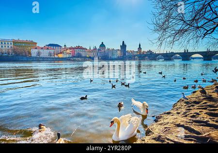 Un couple de cygnes, troupeau de colverts et quelques mouettes sur l'étincelante rivière Vltava un jour ensoleillé de printemps, Prague, Tchéquie Banque D'Images