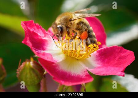 Abeille à miel de l'Ouest (Apis mellifera) recueillant le pollen sur le pilier américain de la rose rambler Banque D'Images