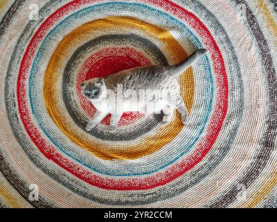 Cat-centré : gris Scottish Fold chat couché sur le tapis avec un motif circulaire concentrique. Banque D'Images