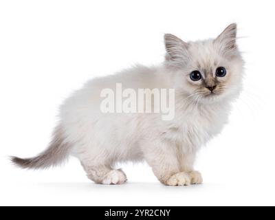 Chaton de chat Sweet Sacred Birman, debout sur le côté. Regarder attentif à la caméra avec les yeux bleus. isolé sur fond blanc. Banque D'Images