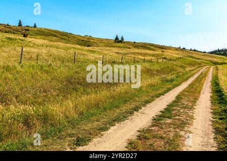 Un chemin de terre serpente à travers un champ herbeux. La route est étroite et a une surface de terre. L'herbe est haute et verte, et il n'y a pas d'arbres dans la région. Banque D'Images