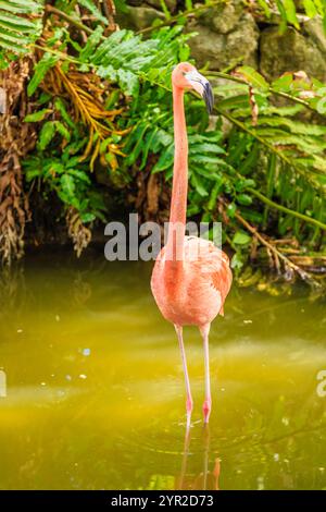 Un flamant rose se tient dans un étang avec des plantes vertes. Concept de tranquillité et de beauté naturelle Banque D'Images