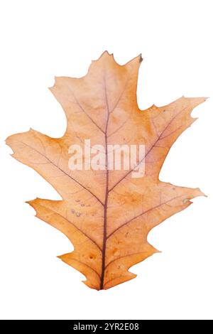 Cette image présente une vue rapprochée détaillée d'une feuille de chêne, magnifiquement mise en valeur sur un fond blanc immaculé qui améliore sa beauté naturelle Banque D'Images